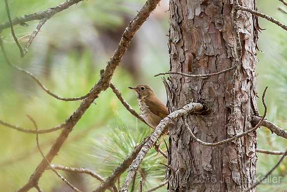 Hermit Thrush