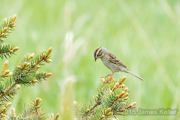 Clay-colored Sparrow