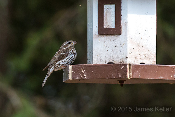 Female Purple Finch