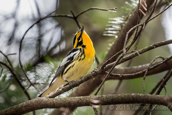 Blackburnian Warbler