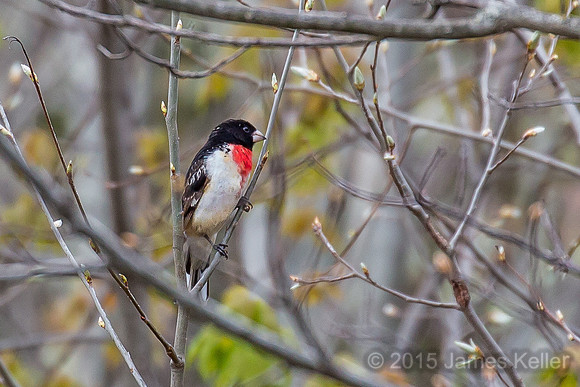 Rose-breasted Grosbeak