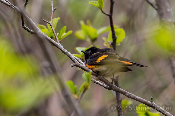 American Redstart