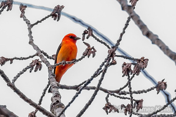 Scarlet Tanager