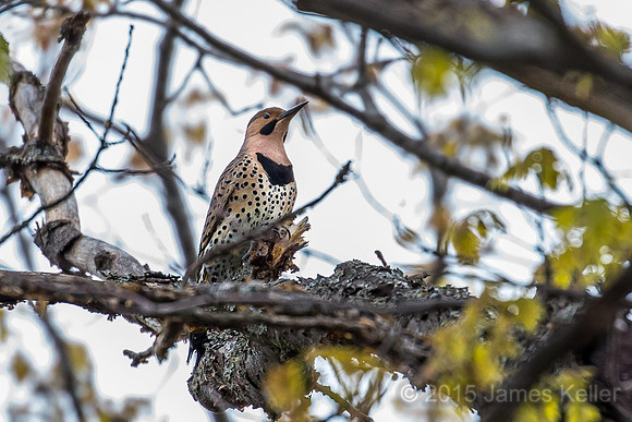 Northern Flicker (Yellow-shafted)