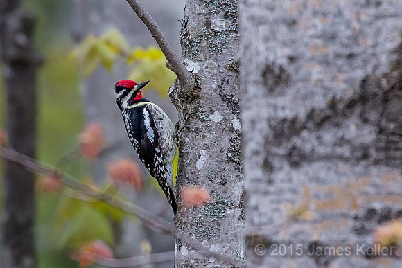 Yellow-bellied Sapsucker