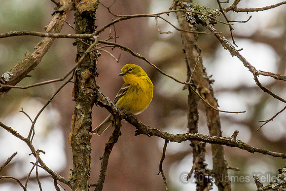 Pine Warbler