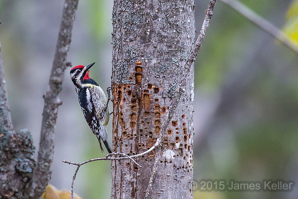 Yellow-bellied Sapsucker