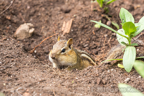 Chipmunk Helping to plant flowers