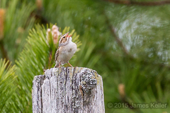 Clay-colored Sparrow