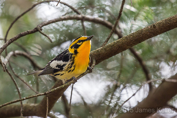 Blackburnian Warbler
