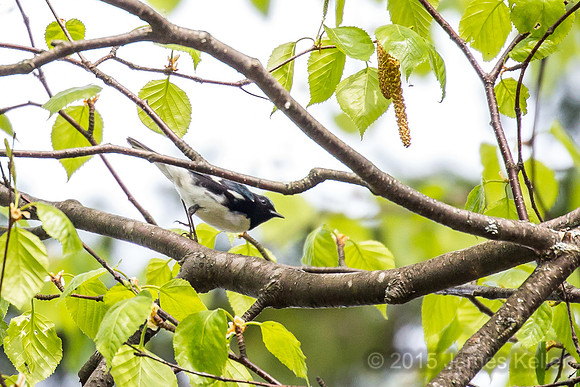 Black-throated Blue Warbler