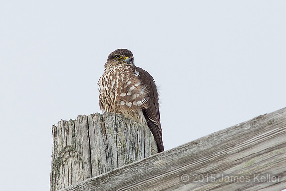 Merlin