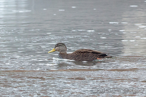 Black Duck