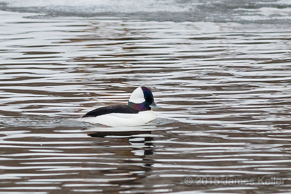 Bufflehead