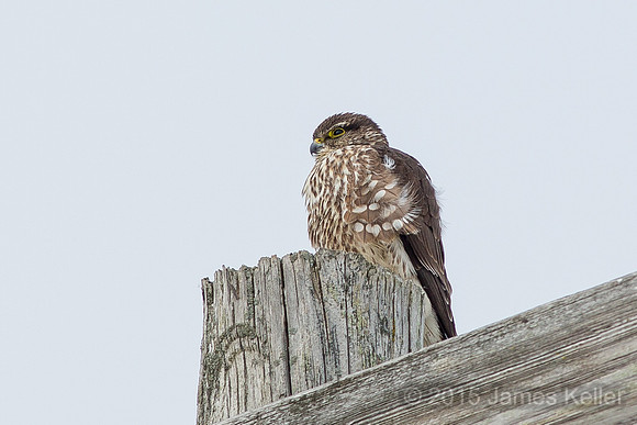 Merlin