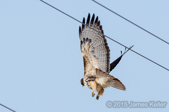 Red-tailed Hawk