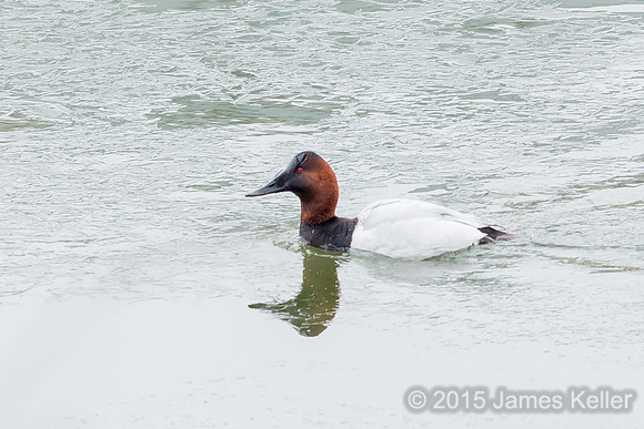 Canvasback
