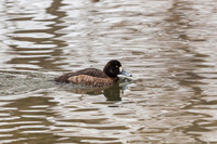 Ducks & Hawks 02-21