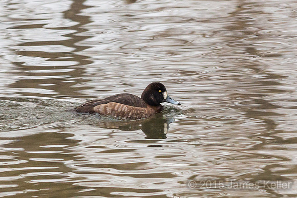 Female Greater Scaup