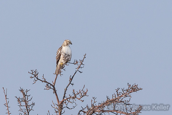 Rough-legged Hawk (Light Morph)