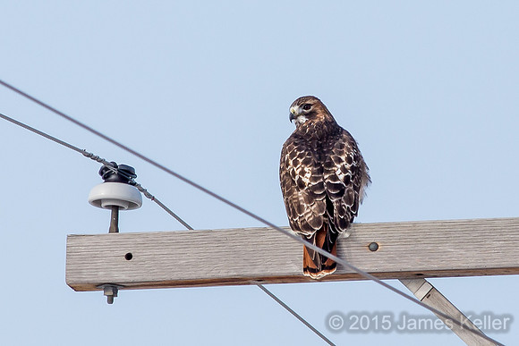 Red-tailed Hawk