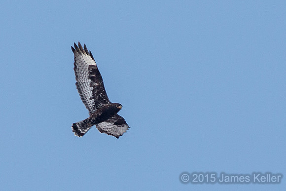 Rough-legged Hawk (Dark Morph)