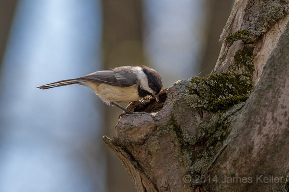 Chickadee
