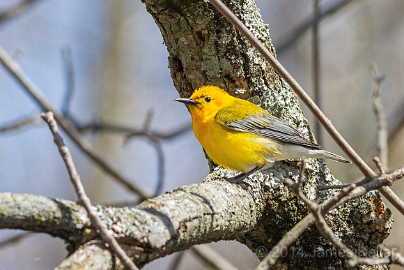 Prothonotary Warbler