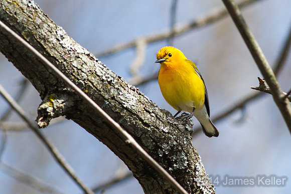 Prothonotary Warbler