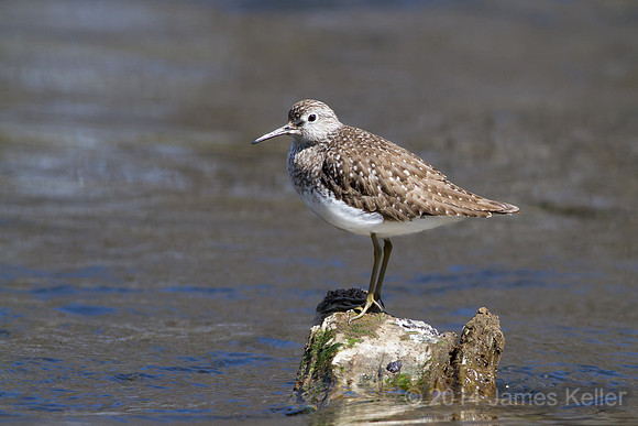 Solitary Sandpiper