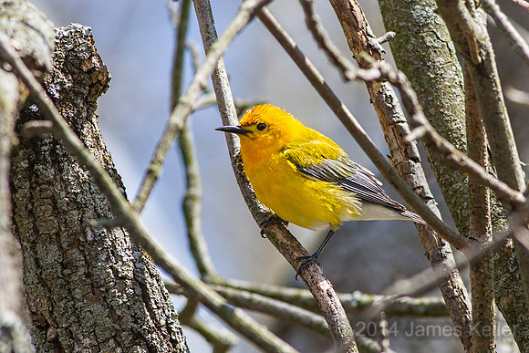 Prothonotary Warbler