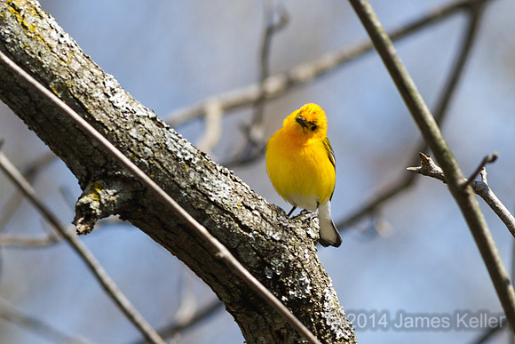 Prothonotary Warbler