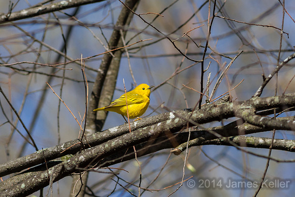 Yellow Warbler