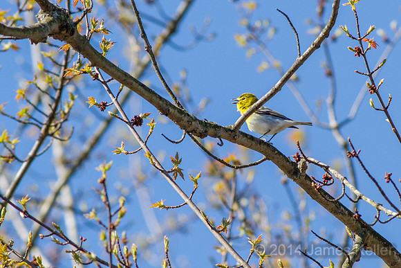 Yellow-throated Vireo (song helped to identify)