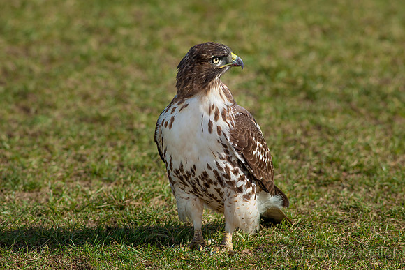 Red-tailed Hawk
