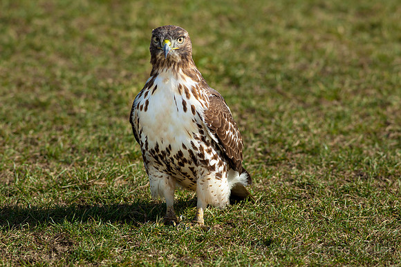 Red-tailed Hawk