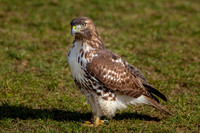 Red-tailed Hawk 11-07-14
