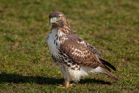 Red-tailed Hawk
