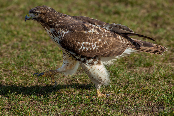 Red-tailed Hawk