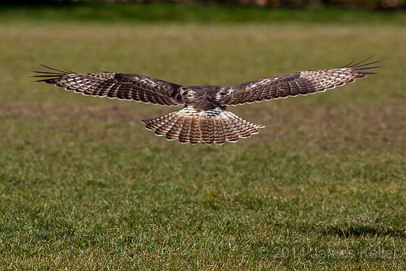 Red-tailed Hawk