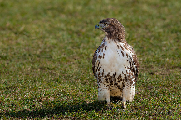Red-tailed Hawk