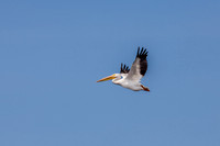 Point Mouillee 08-15-14