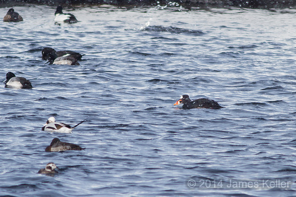 Surf Scoter