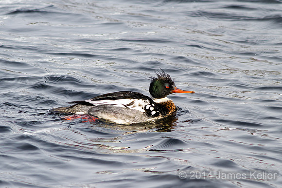 Red Breasted Merganser