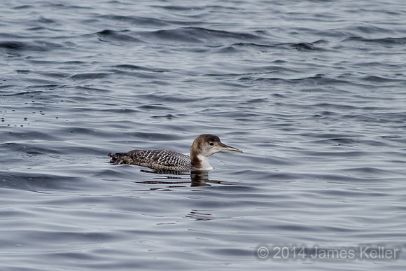 Common Loon