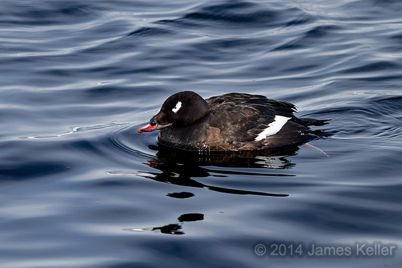 White Winged Scoter