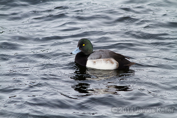 Greater Scaup