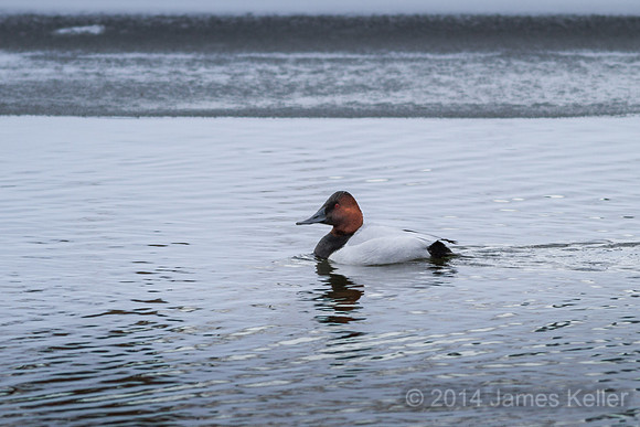 Canvasback (Potter Park on the way back home)