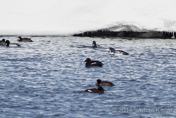 Barrow's Goldeneye & White Winged Scoter