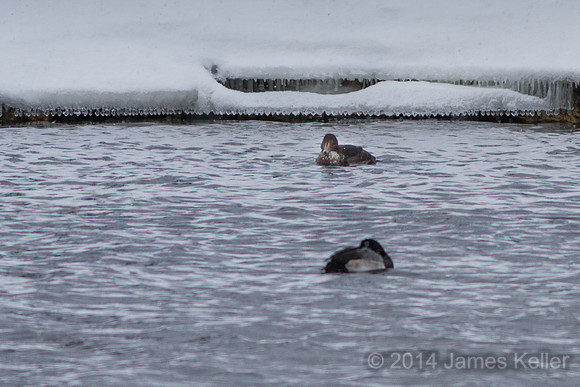 First year King Eider